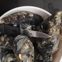 精品淡菜