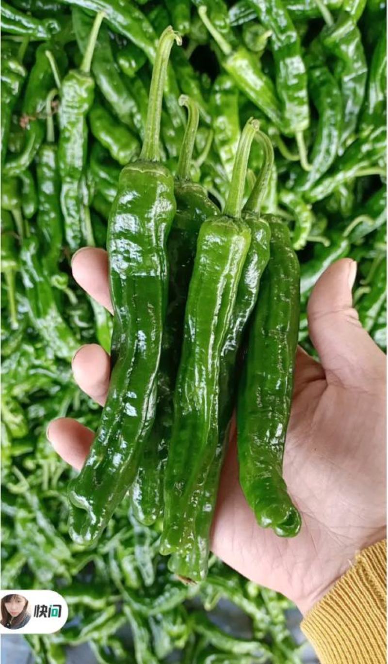 山东鲜辣椒精品薄皮芜湖椒，砀椒苏椒产地直供