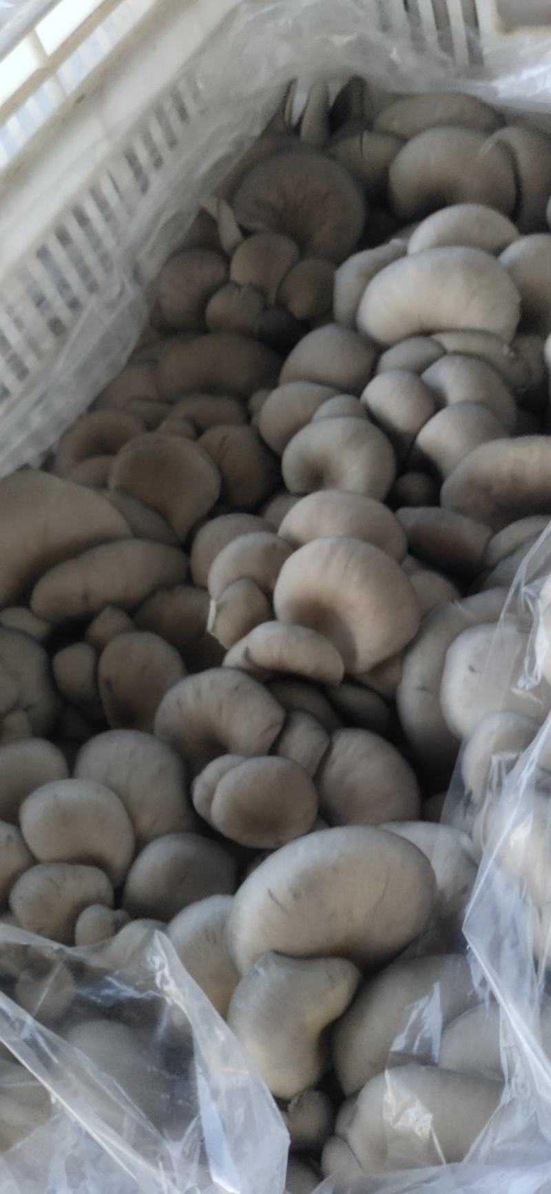 平菇精品，量大从优价格美丽