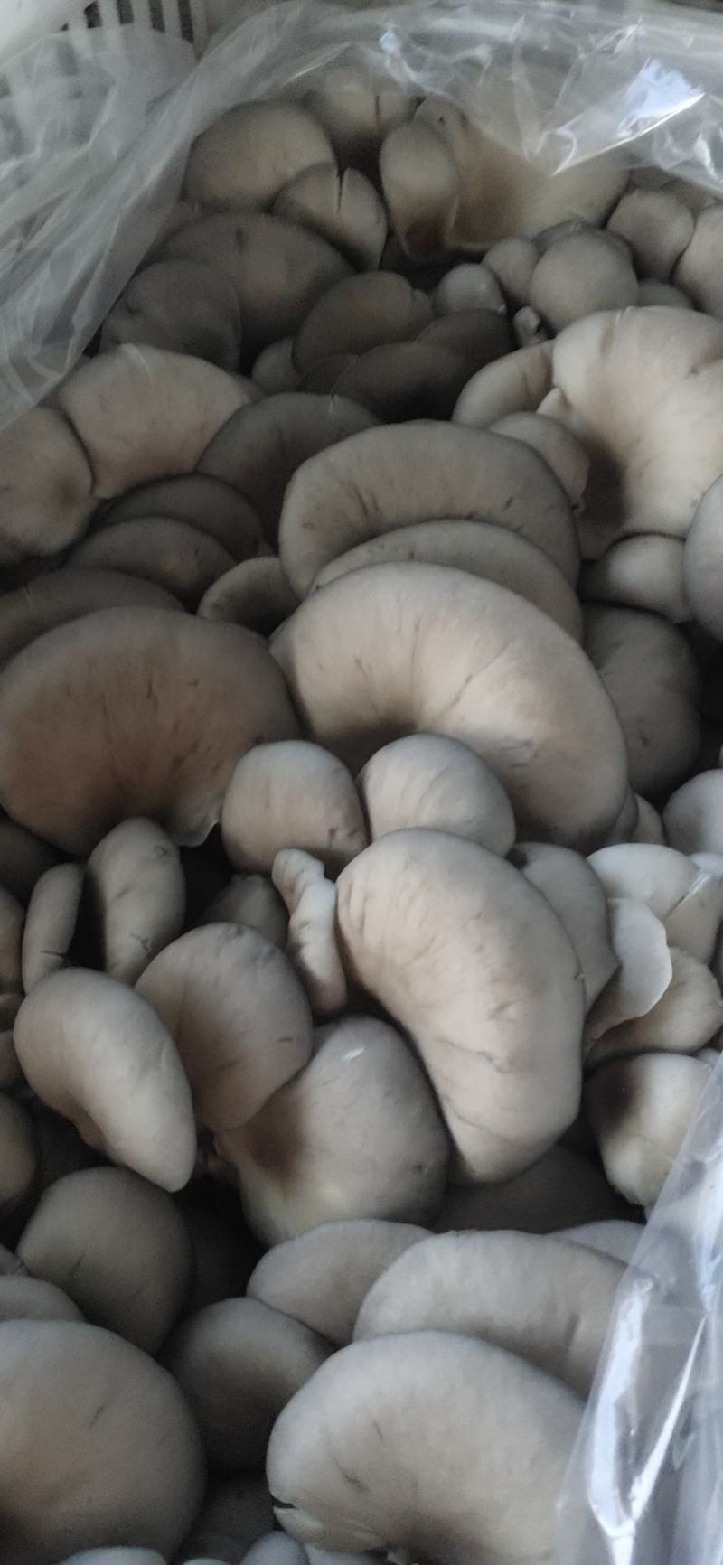 平菇精品，量大从优价格美丽