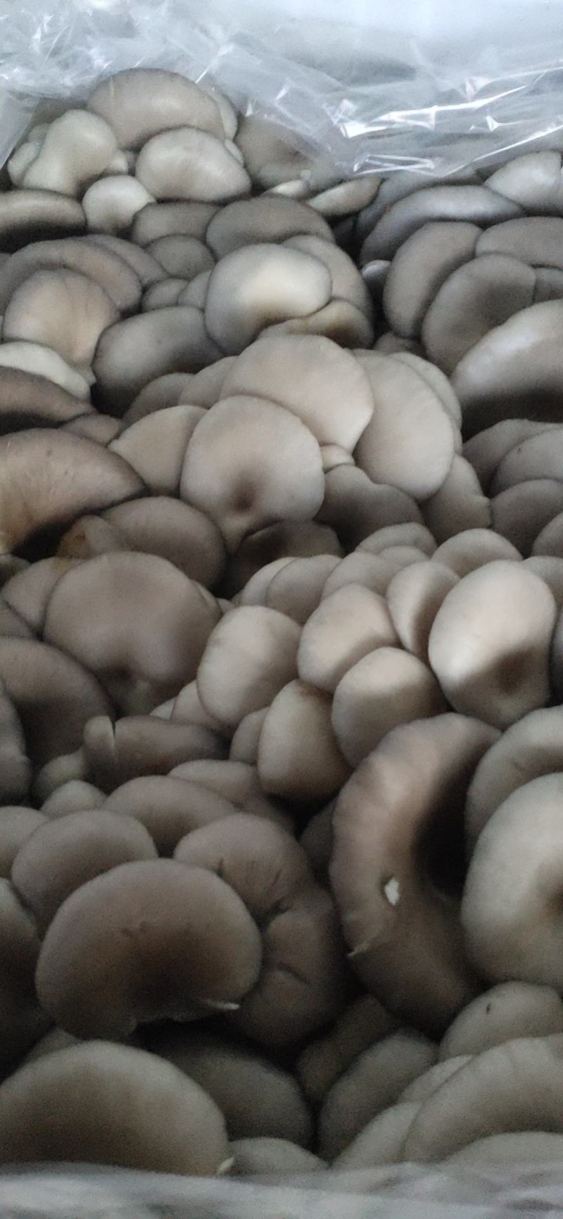平菇精品，量大从优价格美丽