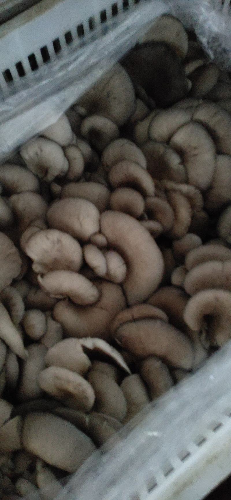 平菇精品，量大从优价格美丽