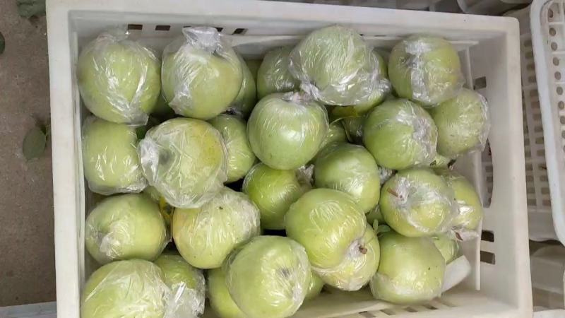 苹果多个品种大量上市