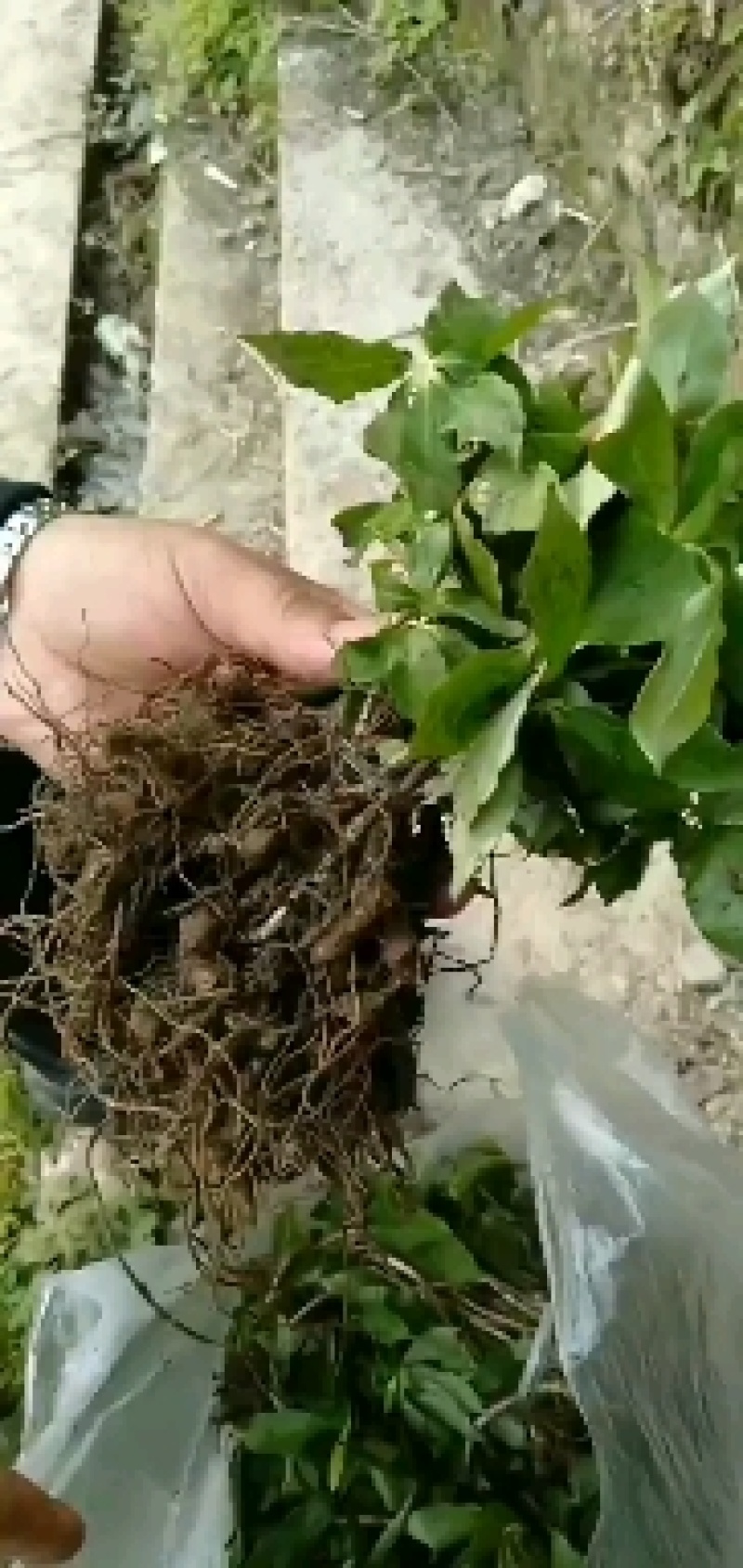 大量出售优质粉重楼苗，2年苗，易栽易活需要的联系我！