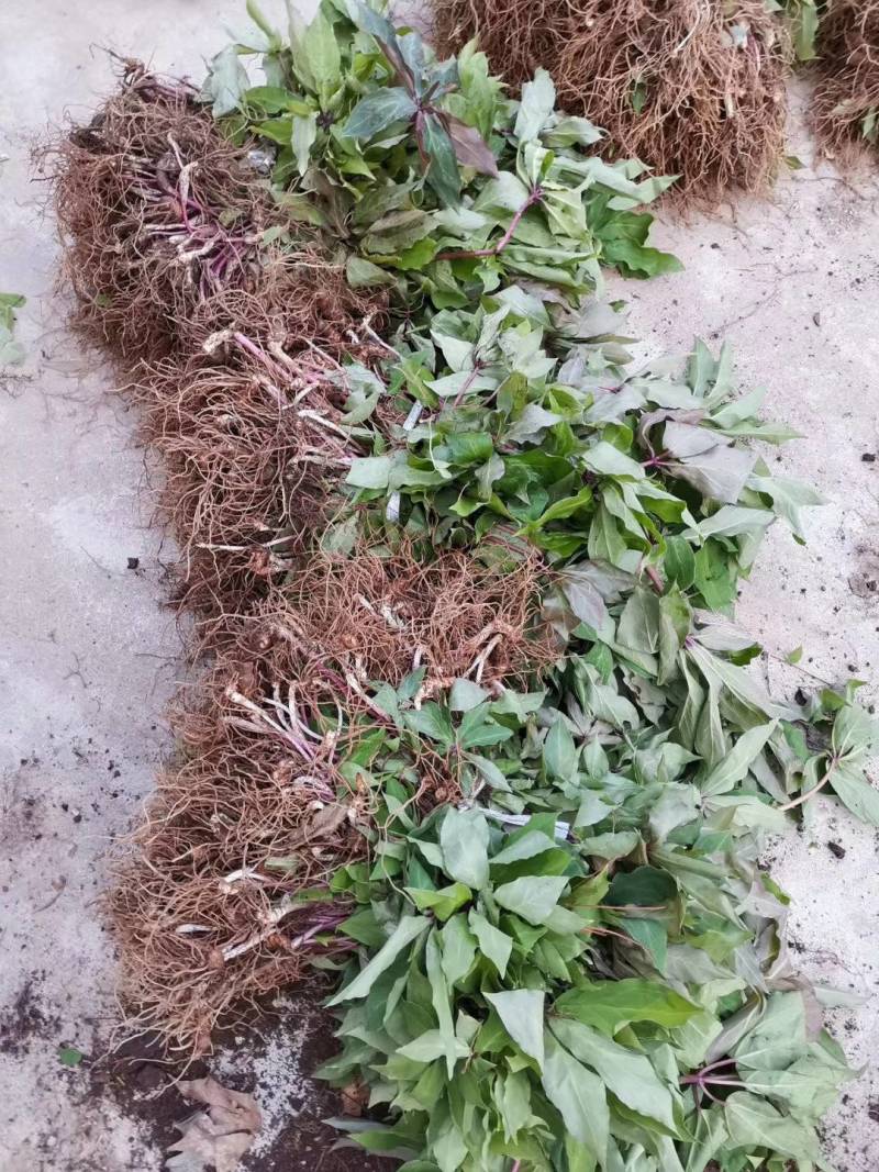 大量出售优质粉重楼苗，2年苗，易栽易活需要的联系我！