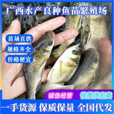 鲫鱼苗，杂交鲫鱼苗，苗场直供一手货源，量大从优包送到塘口