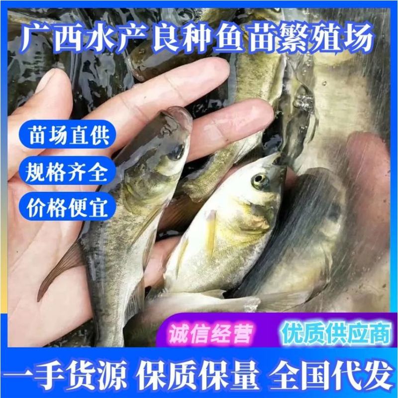 鲫鱼苗，杂交鲫鱼苗，苗场直供一手货源，量大从优包送到塘口