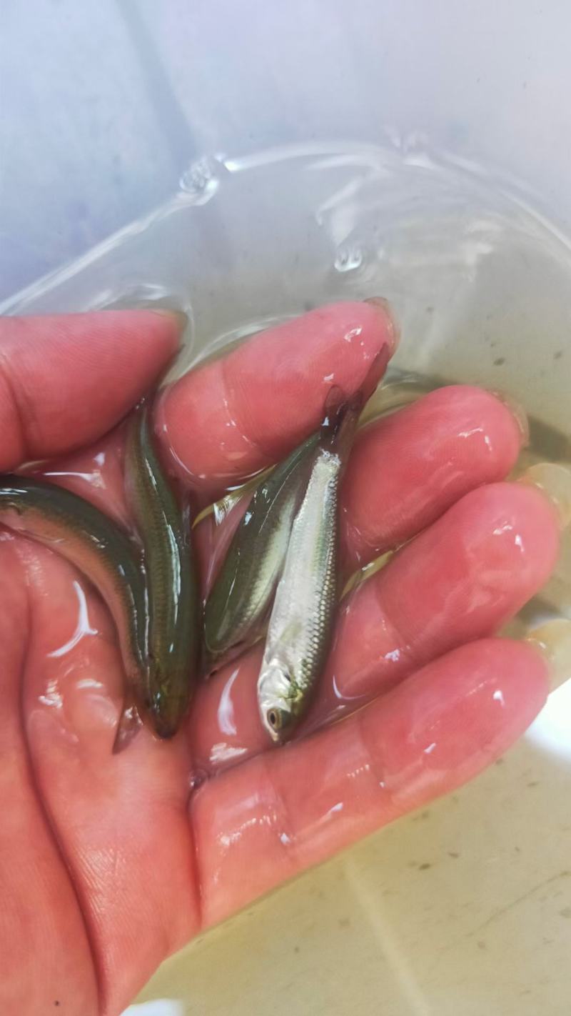 赤眼鱼苗产地直销批发大量现货供应质量保证
