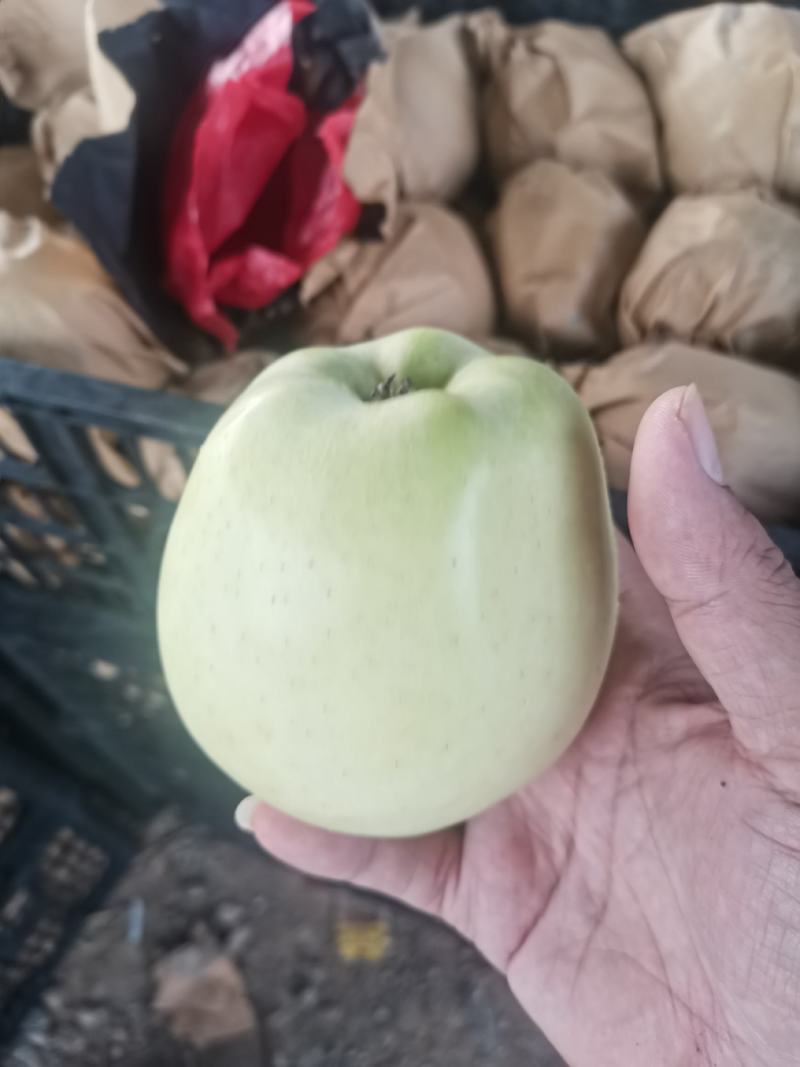 黄元帅苹果开始