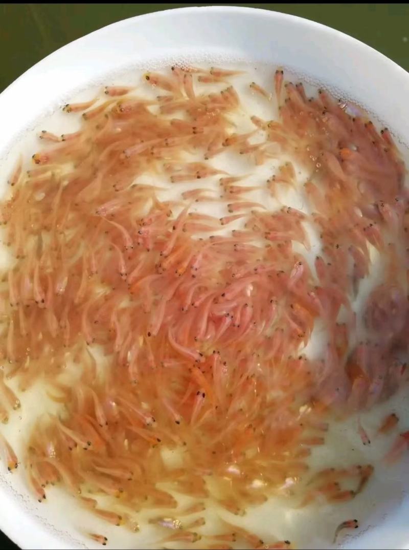 红罗非鱼苗产地直销批发大量现货供应质量保证