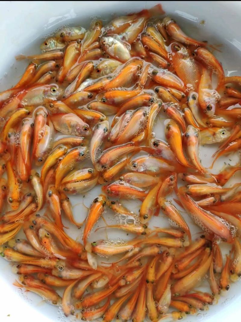 红罗非鱼苗产地直销批发大量现货供应质量保证