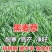 牧草种子多年生黑麦草种子四季种植养高产耐寒冬牧70种子