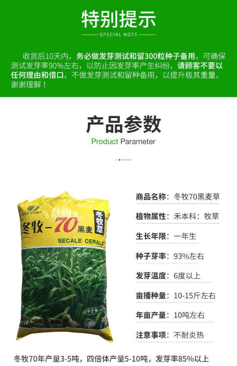 牧草种子多年生黑麦草种子四季种植养高产耐寒冬牧70种子