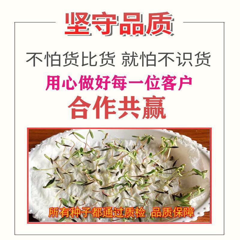 牧草种子多年生黑麦草种子四季种植养高产耐寒冬牧70种子
