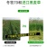 牧草种子多年生黑麦草种子四季种植养高产耐寒冬牧70种子