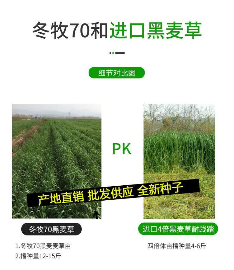 牧草种子多年生黑麦草种子四季种植养高产耐寒冬牧70种子