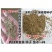 牧草种子多年生黑麦草种子四季种植养高产耐寒冬牧70种子