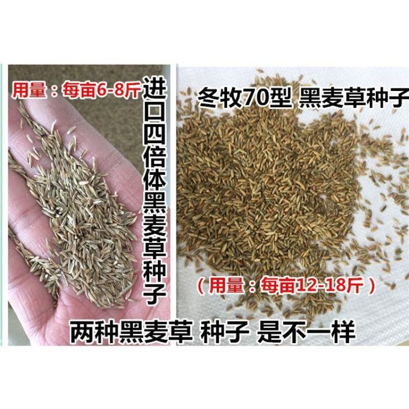 牧草种子多年生黑麦草种子四季种植养高产耐寒冬牧70种子