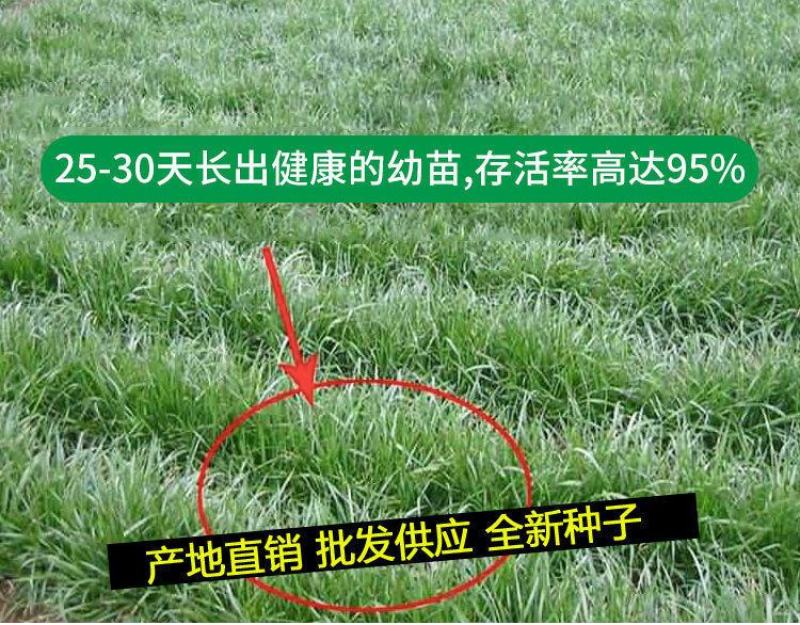 牧草种子多年生黑麦草种子四季种植养高产耐寒冬牧70种子