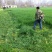牧草种子多年生黑麦草种子四季种植养高产耐寒冬牧70种子