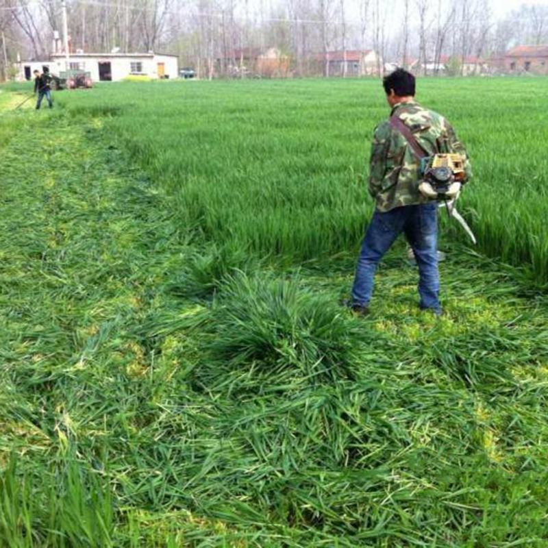 牧草种子多年生黑麦草种子四季种植养高产耐寒冬牧70种子