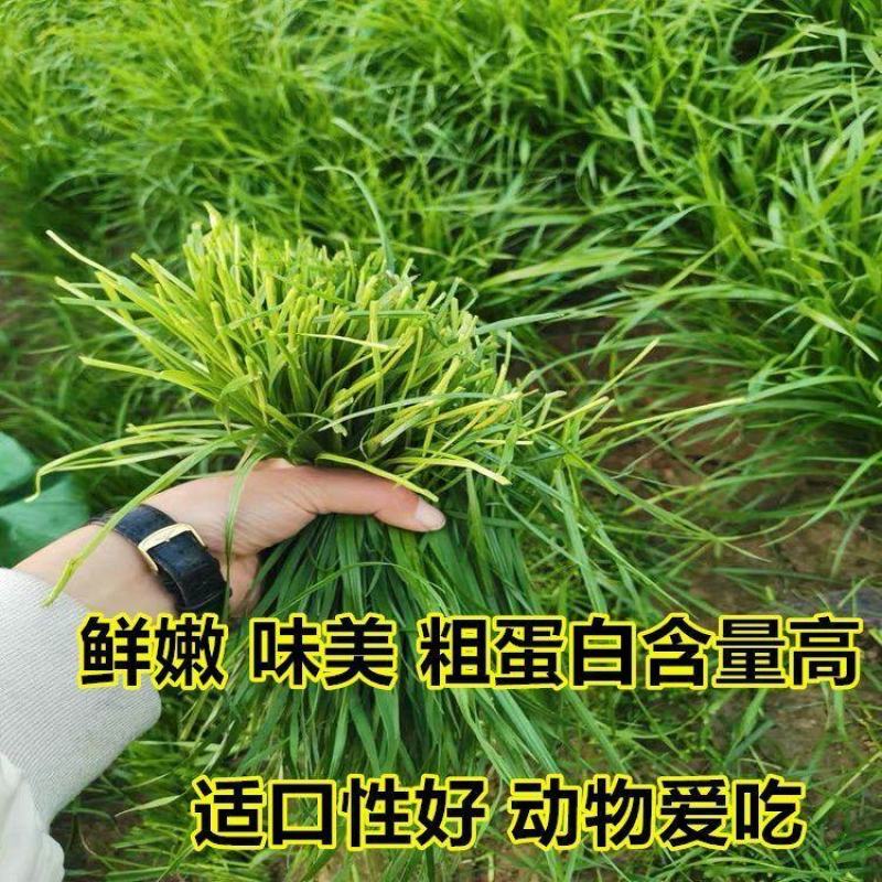 牧草种子多年生黑麦草种子四季种植养高产耐寒冬牧70种子
