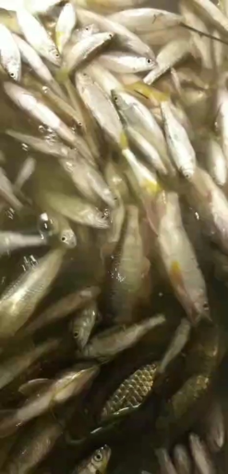 小嘴马口