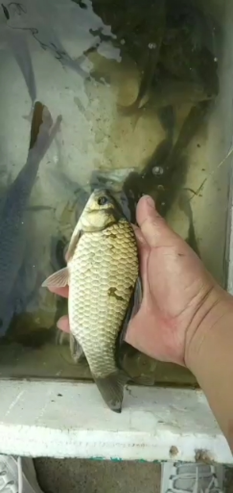 小嘴马口