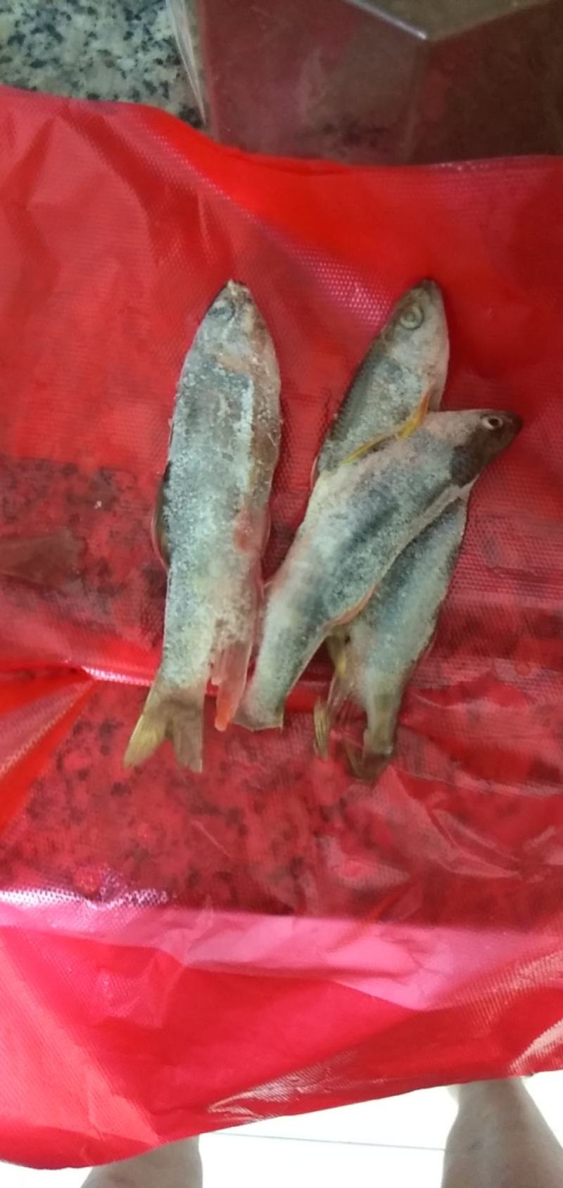 小嘴马口