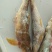 小嘴马口