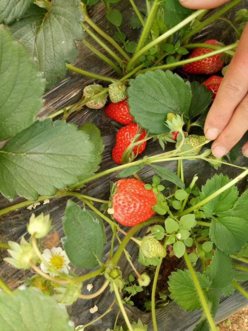 妙香七号妙三天仙醉草莓苗种植基地实地看苗现挖现卖