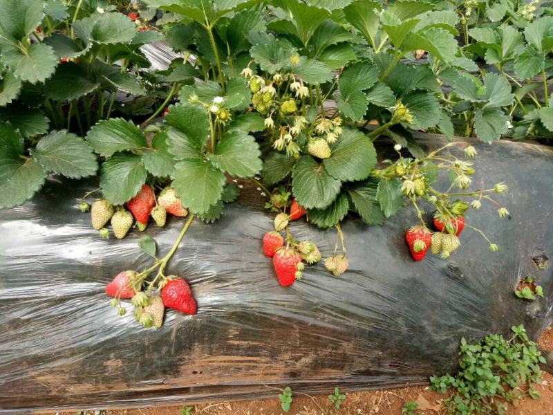 妙香七号妙三天仙醉草莓苗种植基地实地看苗现挖现卖