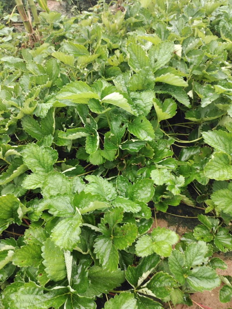 妙香七号妙三天仙醉草莓苗种植基地实地看苗现挖现卖