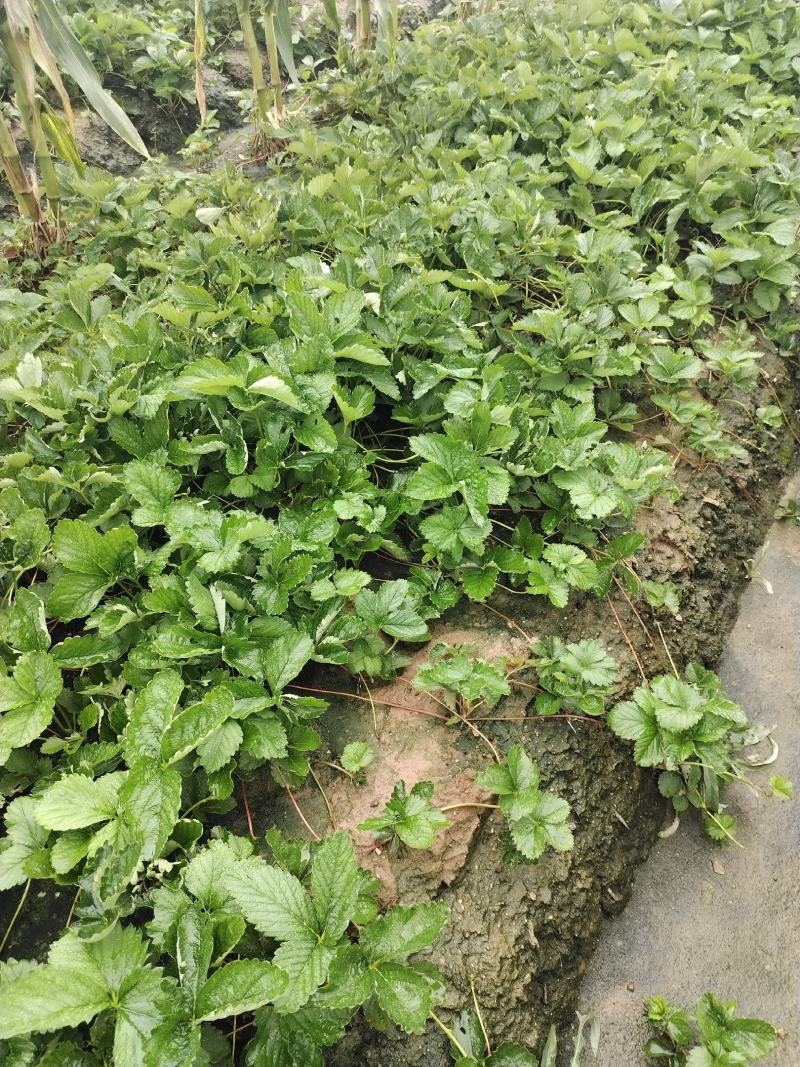 妙香七号妙三天仙醉草莓苗种植基地实地看苗现挖现卖