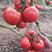 山东费县硬粉西红柿大量供应，果型好、硬度高、山东西红柿。