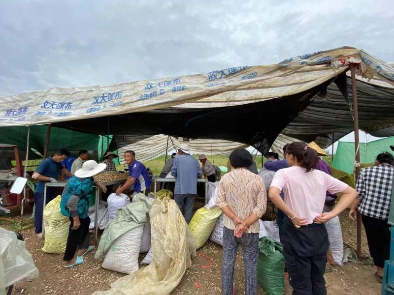 正宗罗汉果，小巧精致，口感好，都是人工手选精品过筛