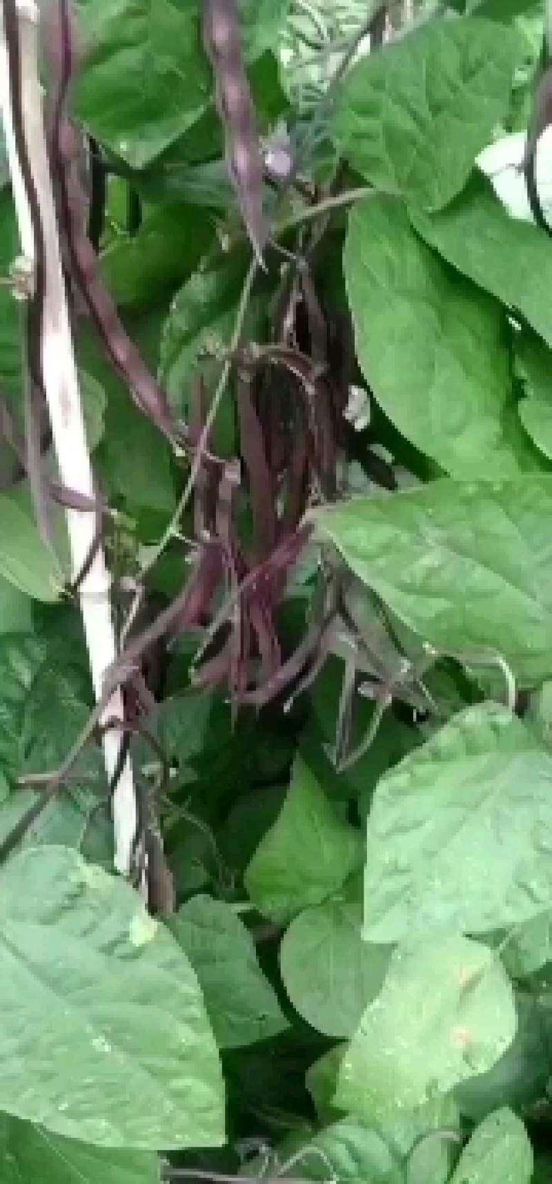 红豆角有需要的市场批发商朋友们与我联系！