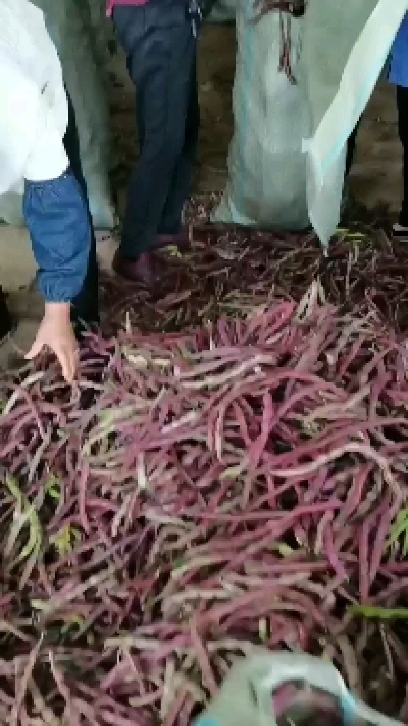 红豆角有需要的市场批发商朋友们与我联系！