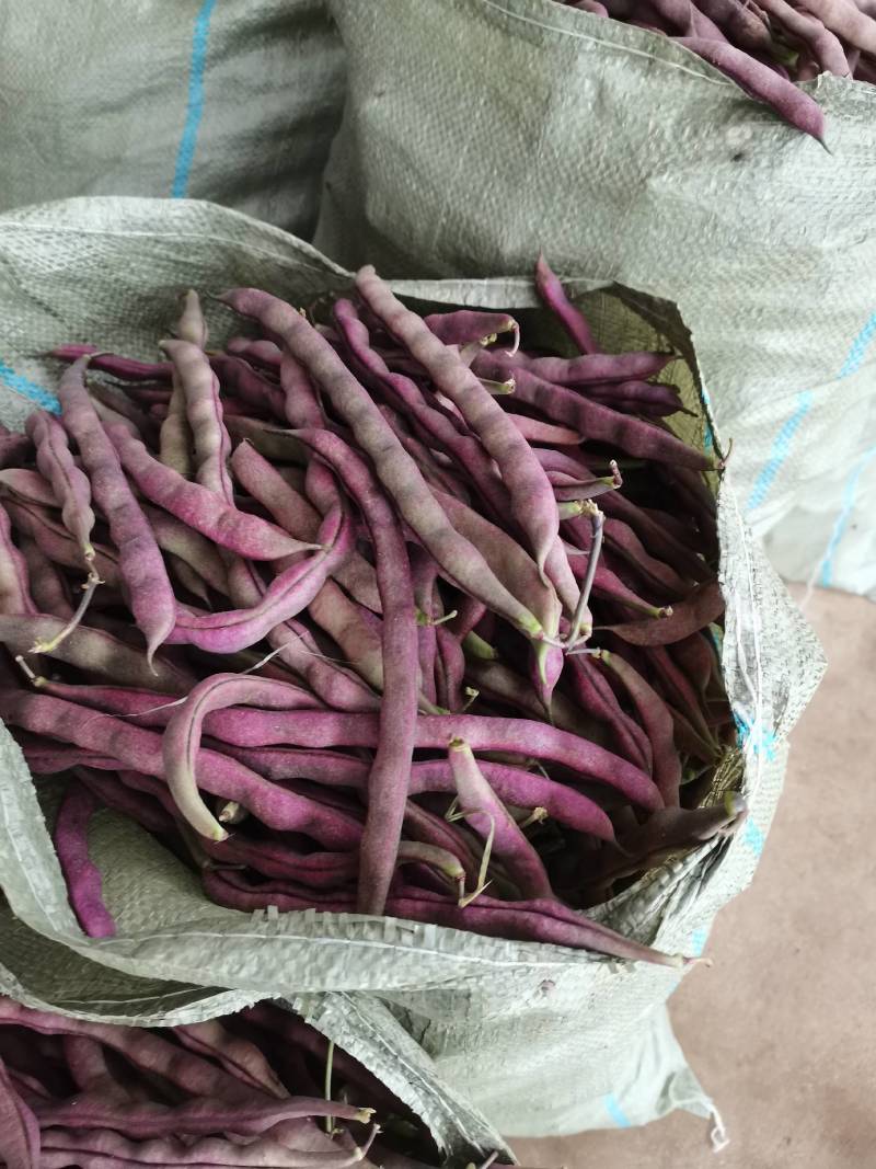 红豆角有需要的市场批发商朋友们与我联系！