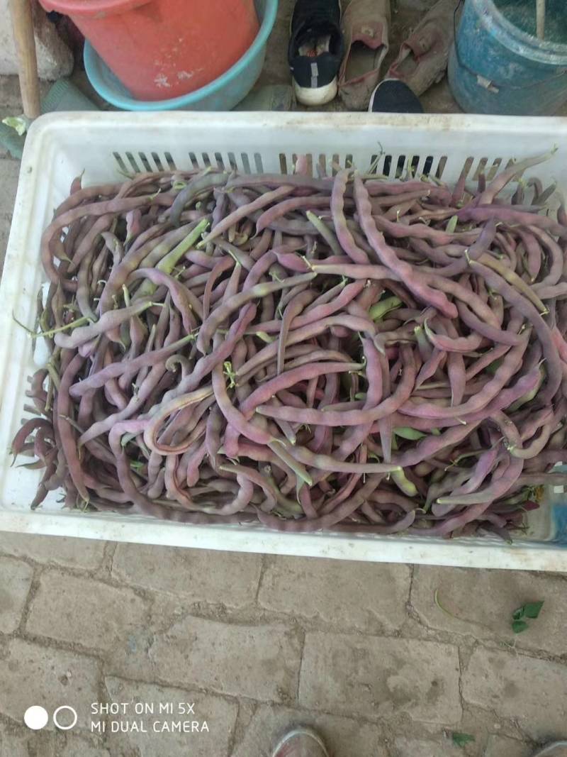 红豆角有需要的市场批发商朋友们与我联系！