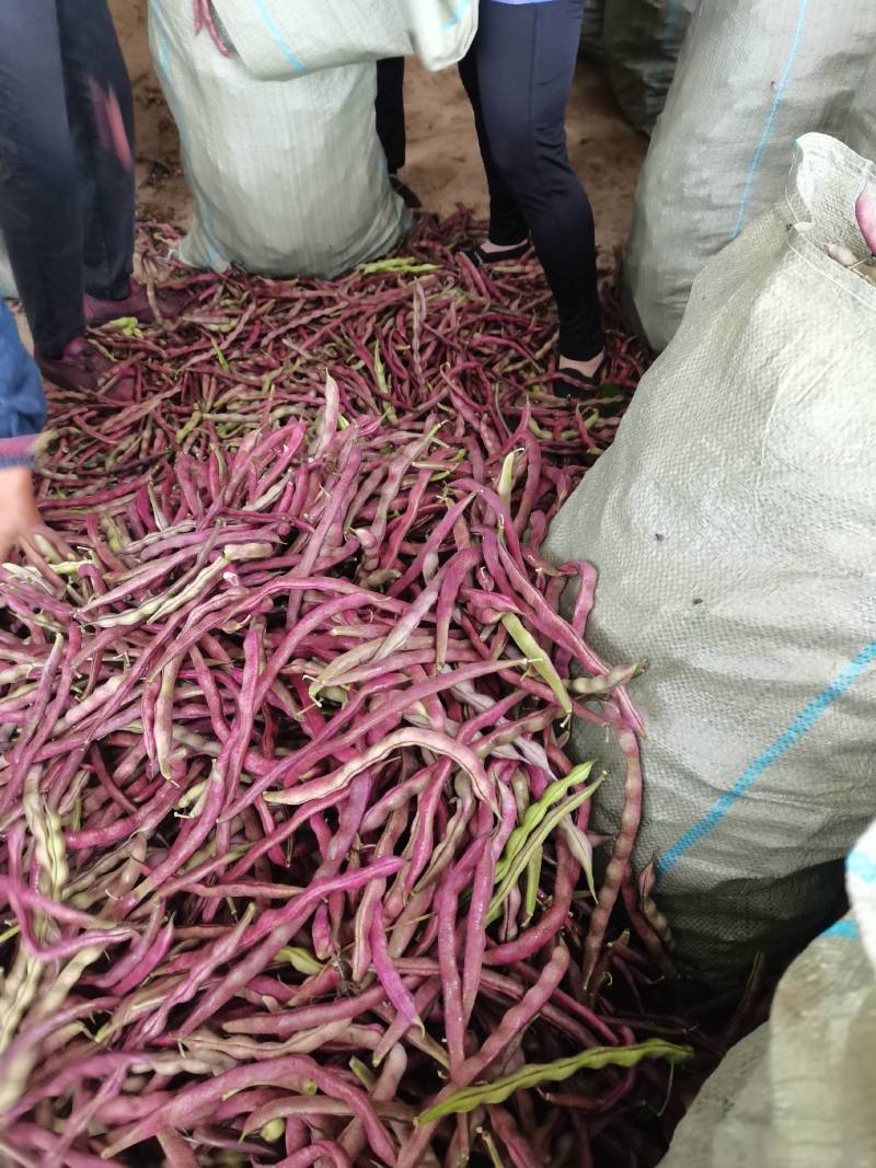 红豆角有需要的市场批发商朋友们与我联系！