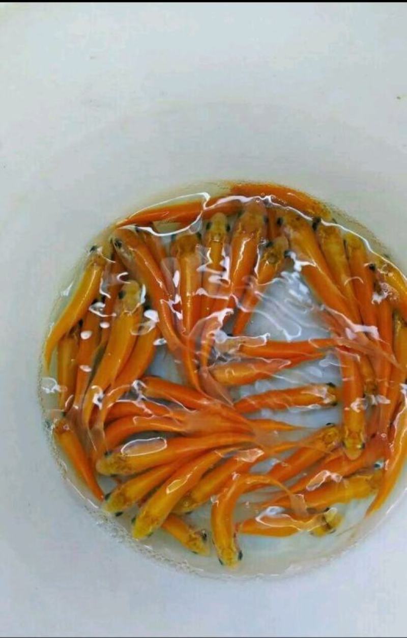 广西南宁金草鱼苗产地直销批发大量现货供应质量保证
