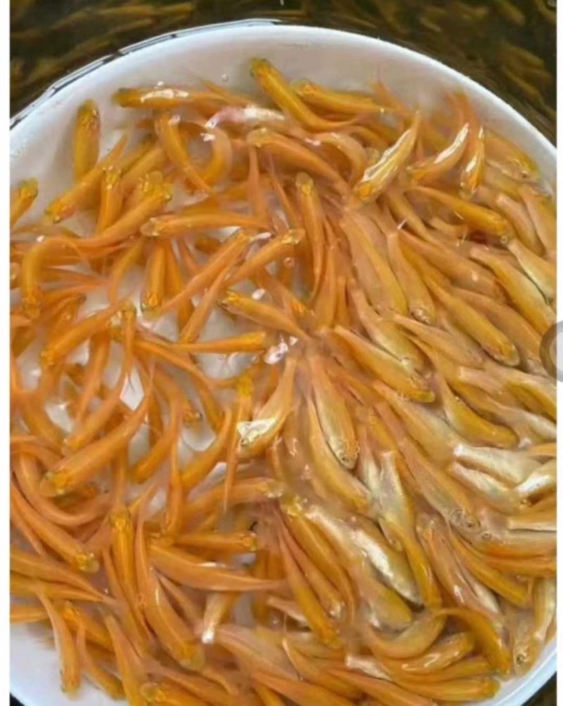 广西南宁金草鱼苗产地直销批发大量现货供应质量保证