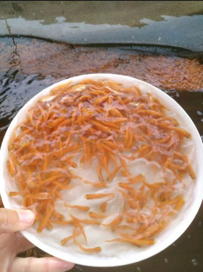 广西南宁金草鱼苗产地直销批发大量现货供应质量保证