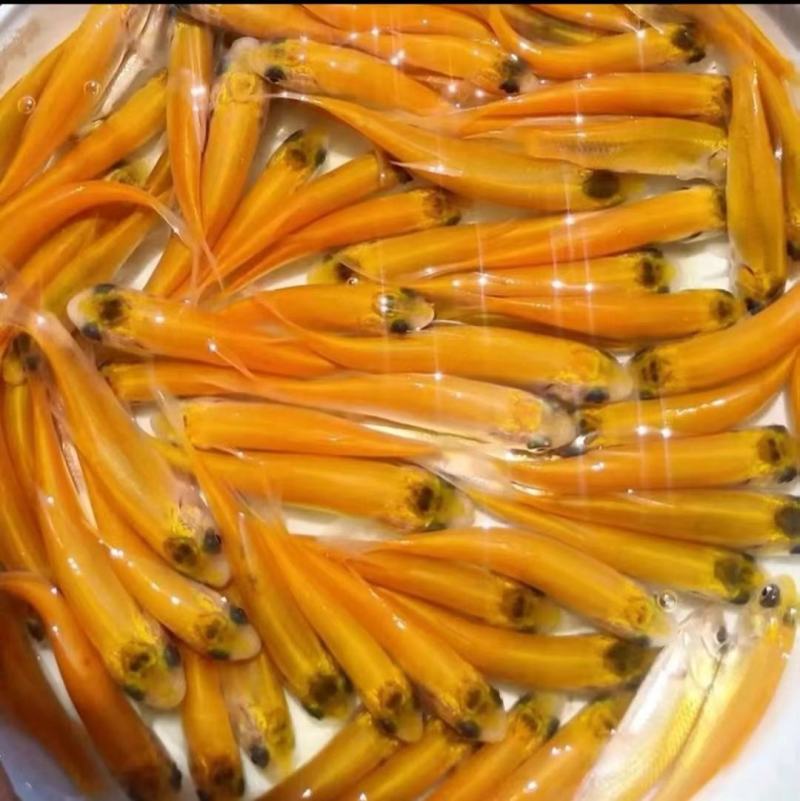 广西南宁金草鱼苗产地直销批发大量现货供应质量保证