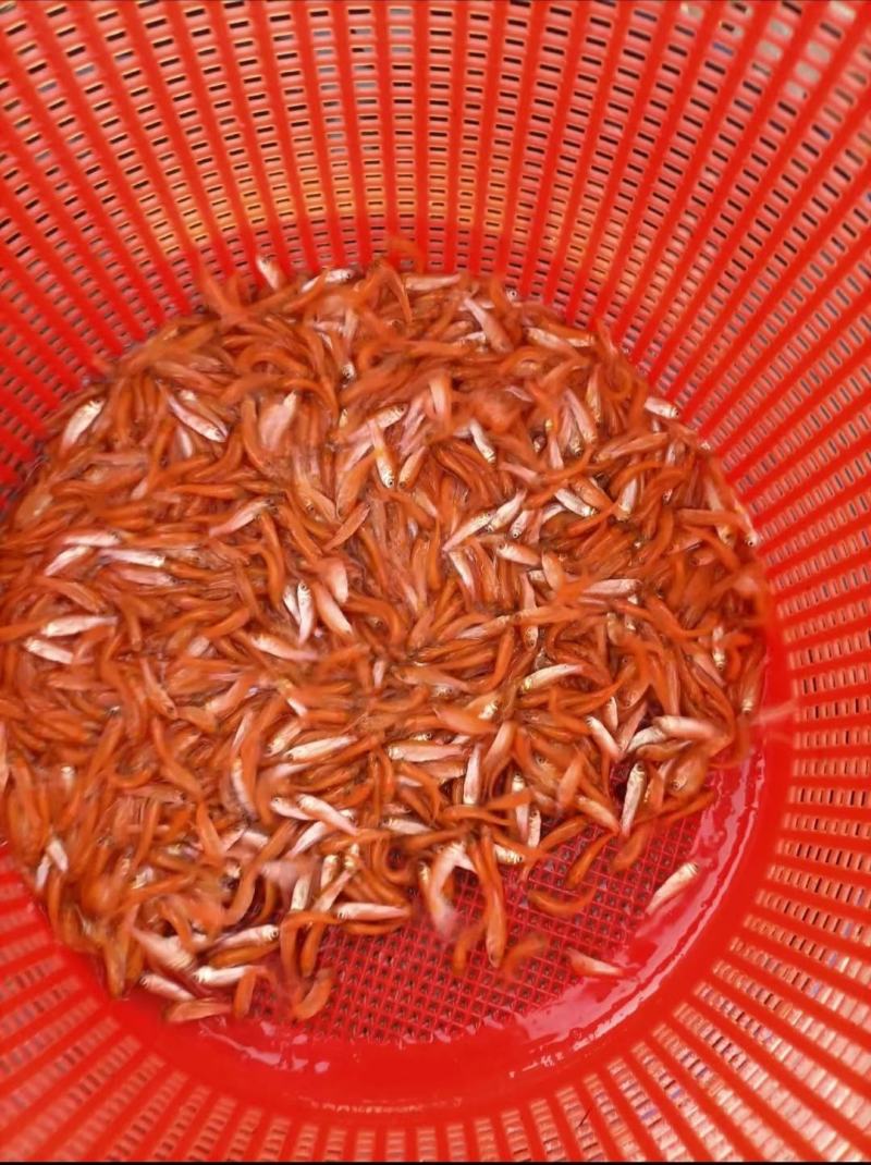 广西南宁金草鱼苗产地直销批发大量现货供应质量保证