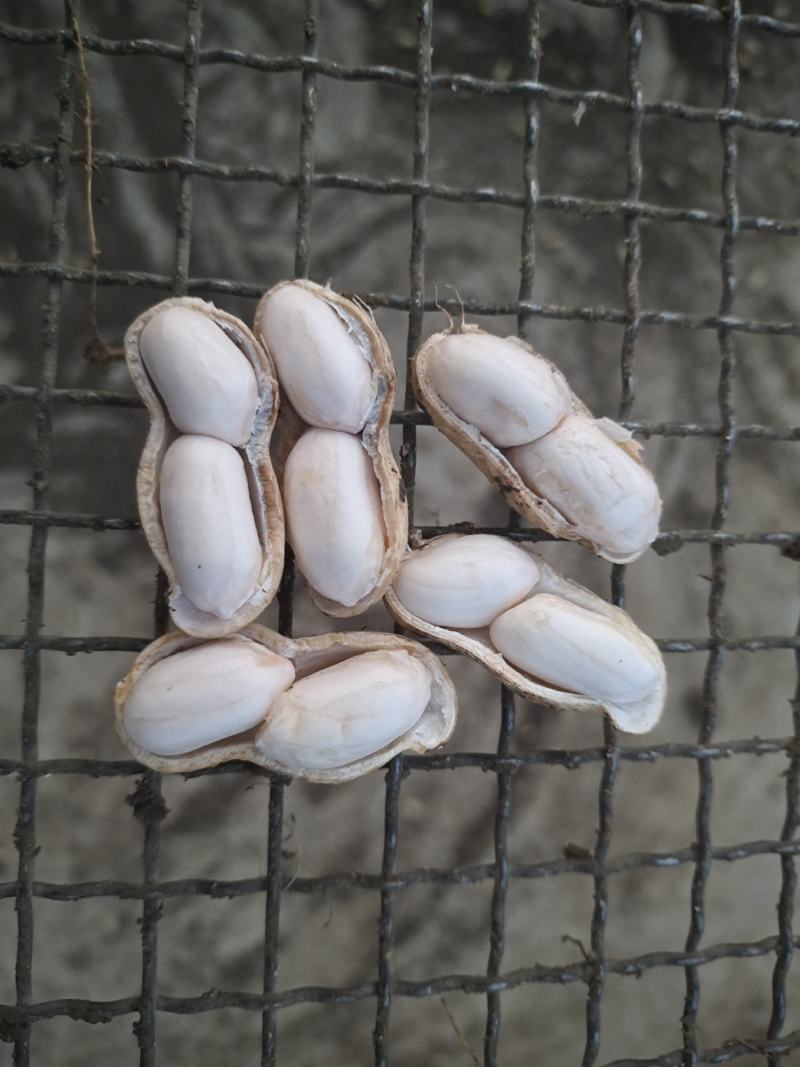 现摘鲜花生，成熟度高，大白沙，小白沙，罗汉果，人工过筛