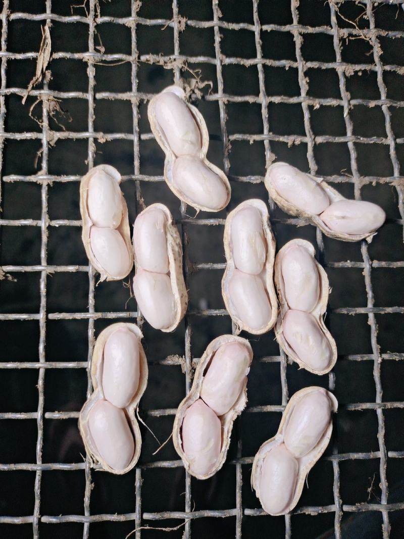 现摘鲜花生，成熟度高，大白沙，小白沙，罗汉果，人工过筛