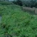 四川达州大竹青冬瓜，味道鲜美，美容养颜