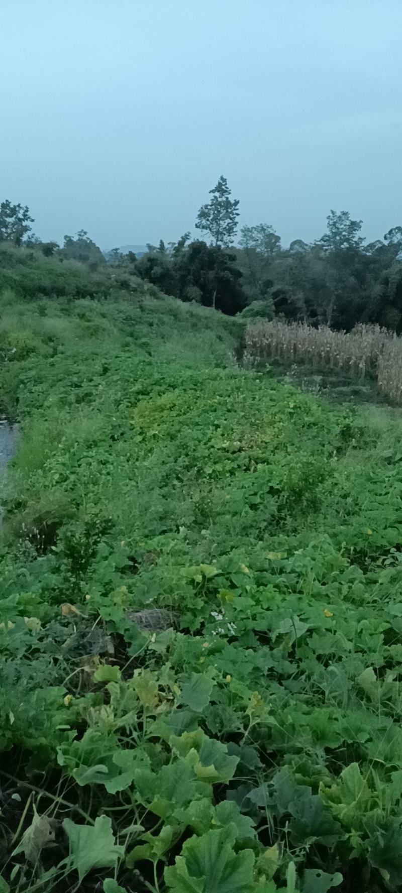 四川达州大竹青冬瓜，味道鲜美，美容养颜